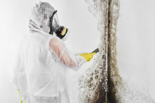 Best Certified Mold Removal  in Saltillo, MS