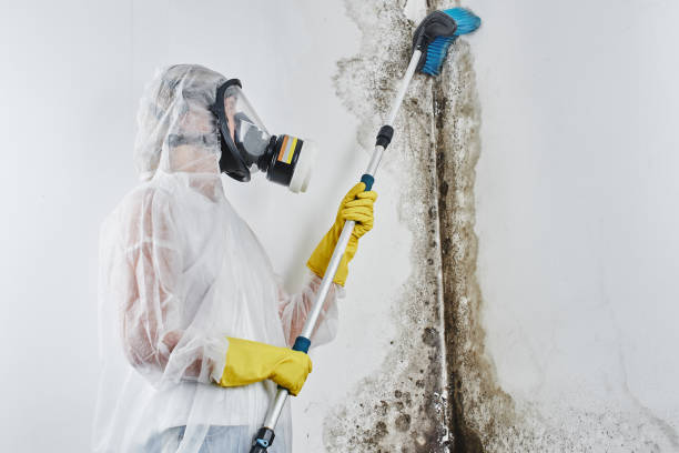 Best Toxic Mold Removal  in Saltillo, MS