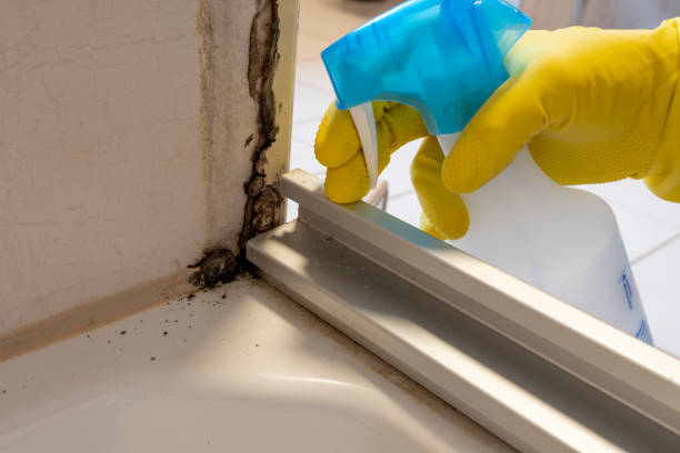 Office Mold Removal Services in Saltillo, MS