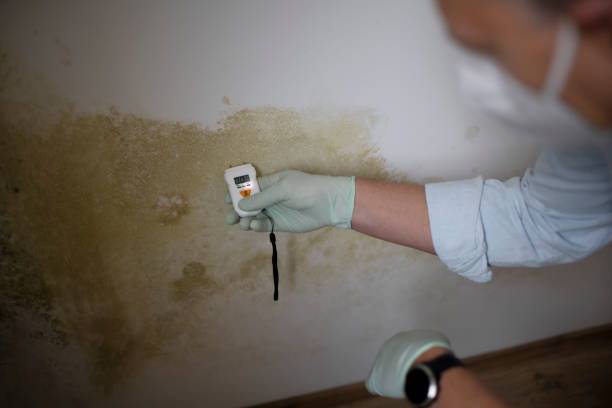 Best Black Mold Removal  in Saltillo, MS