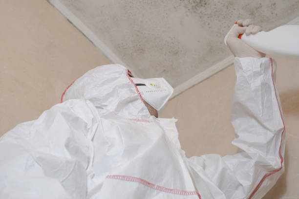 Best Fast Mold Removal  in Saltillo, MS