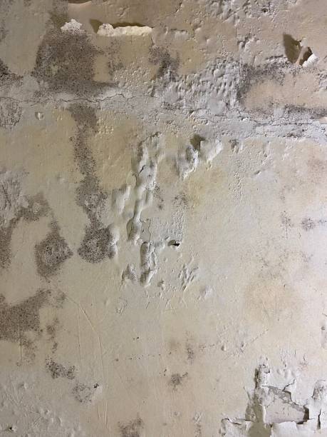 Best Mold Damage Repair  in Saltillo, MS