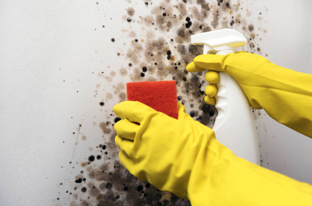 Best Local Mold Removal Service  in Saltillo, MS