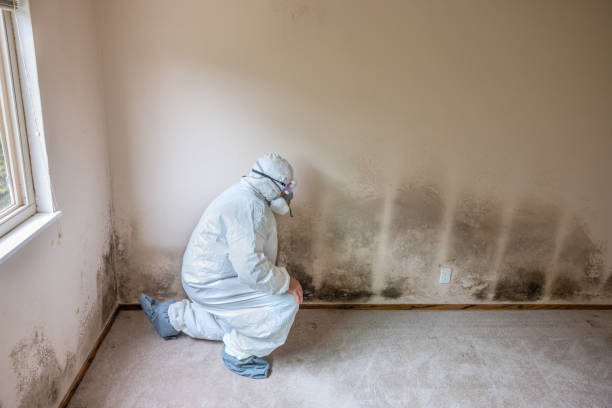 Best Black Mold Removal  in Saltillo, MS