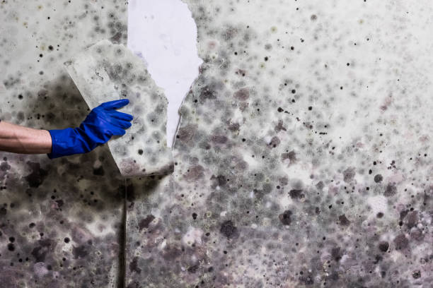 Best Mold Removal Company Near Me  in Saltillo, MS