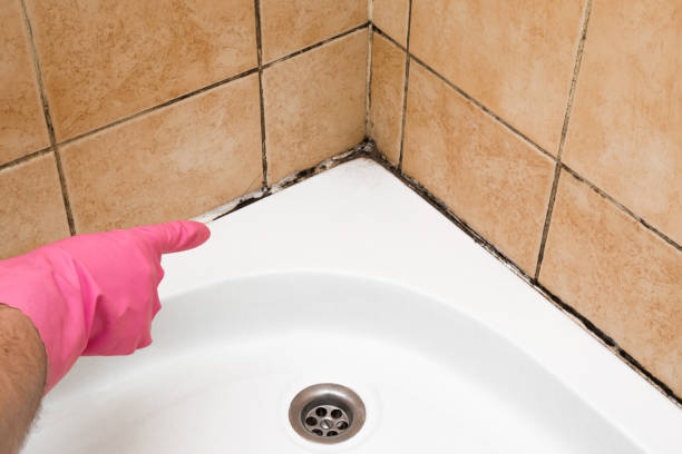 Best Mold Testing  in Saltillo, MS